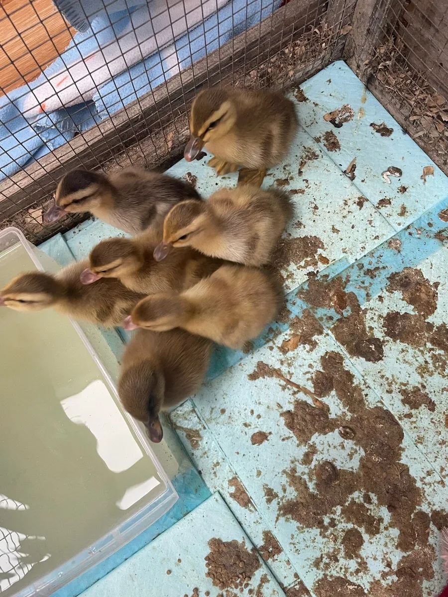 Ducklings - Image 2