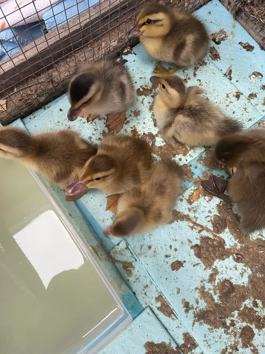 Ducklings - Image 3