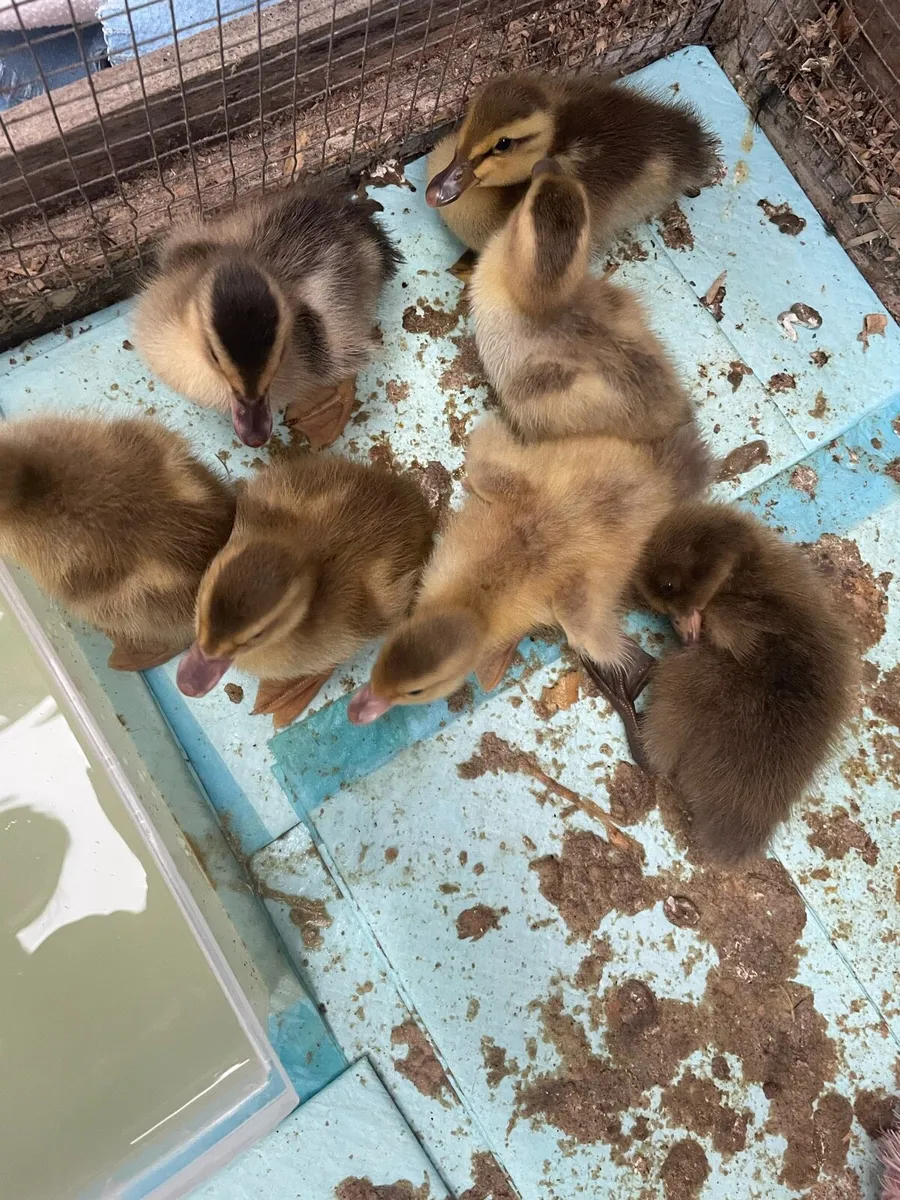 Ducklings - Image 4