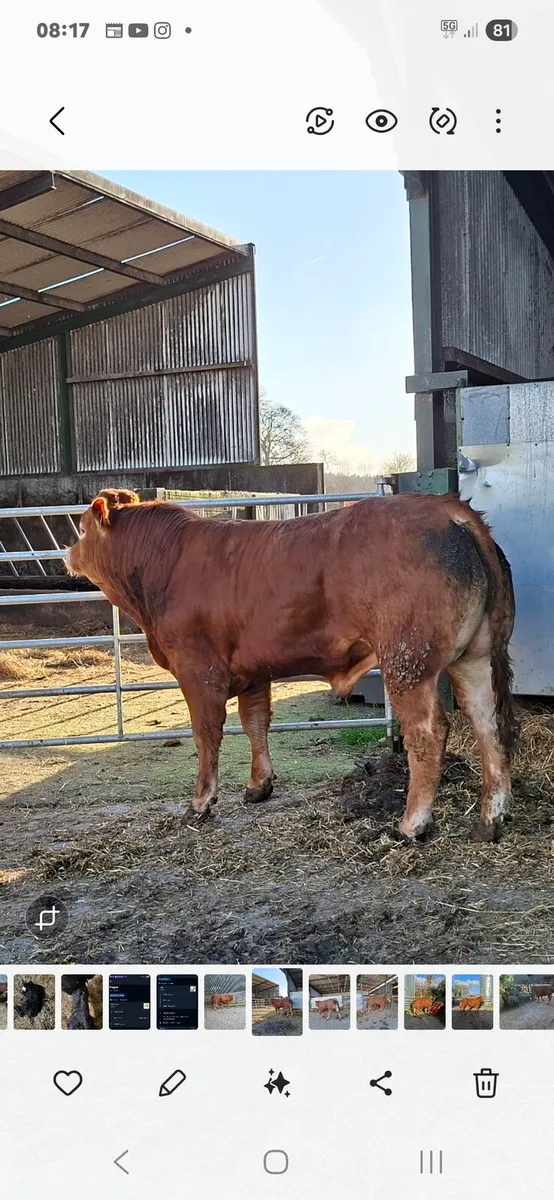 PB limousin bull elgin - Image 1