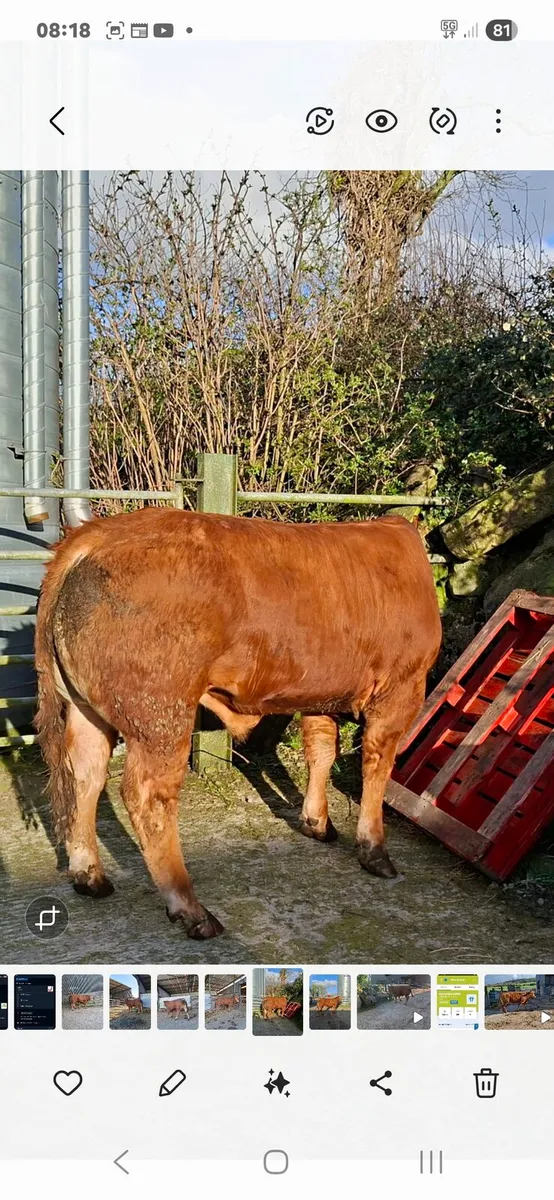 PB limousin bull elgin - Image 3