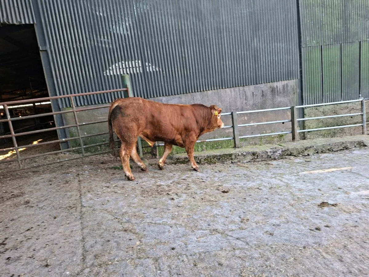 PB limousin bull elgin - Image 4