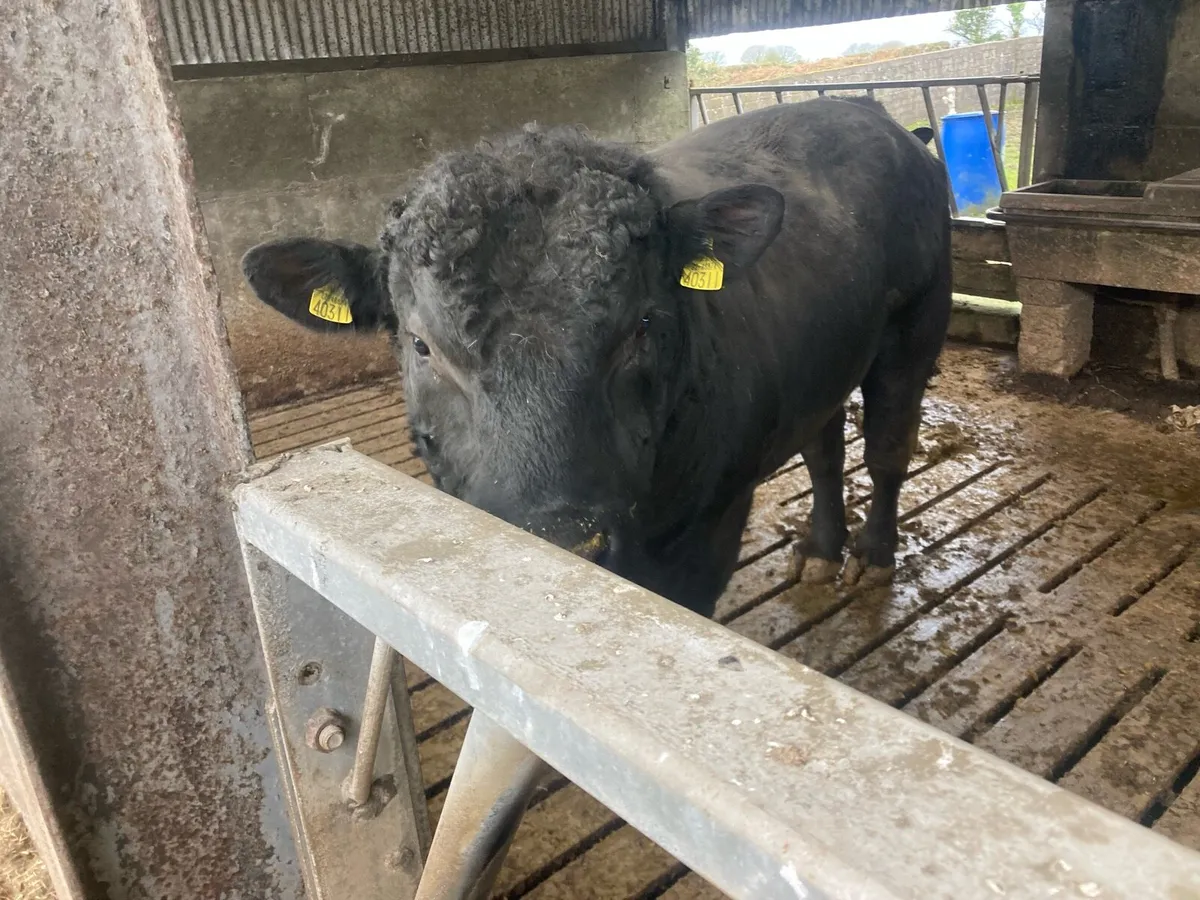 Angus bull - Image 1