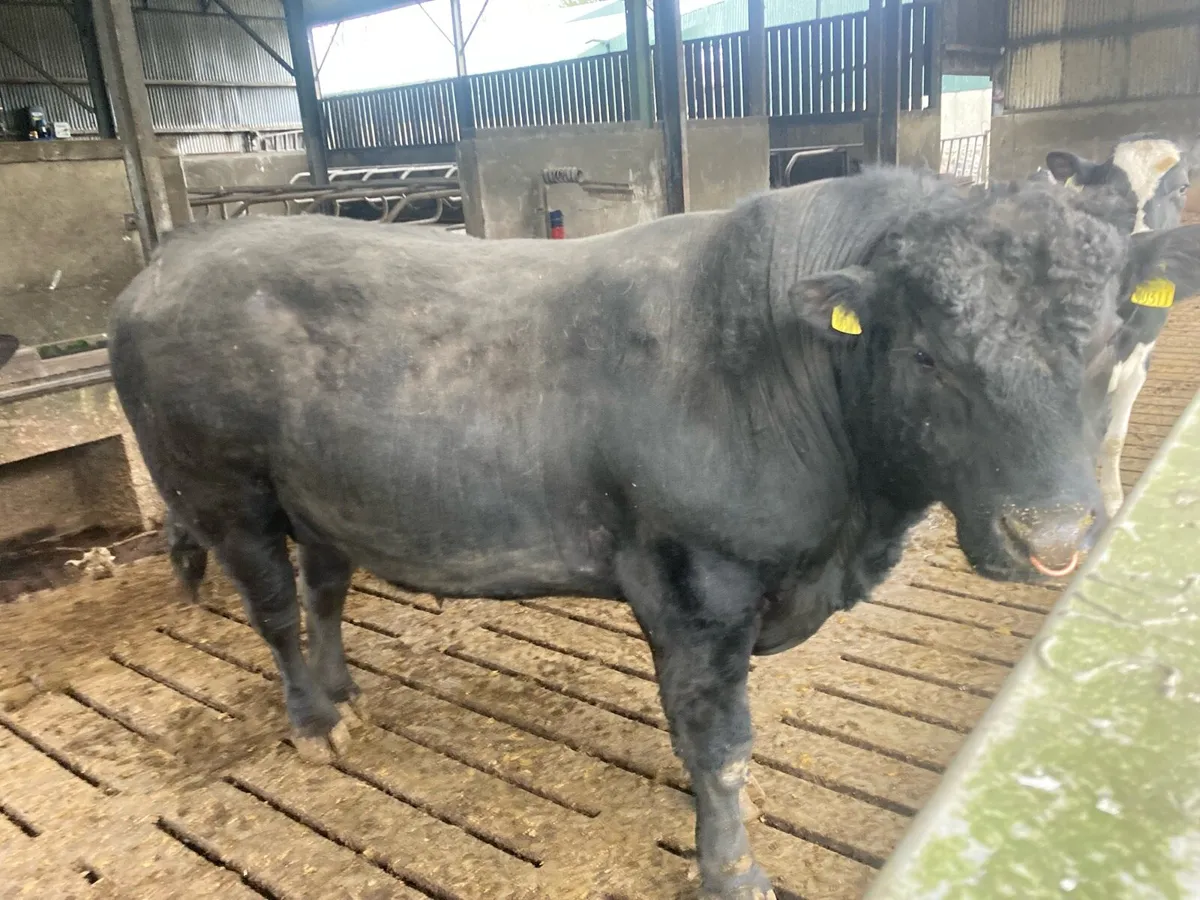 Angus bull - Image 2
