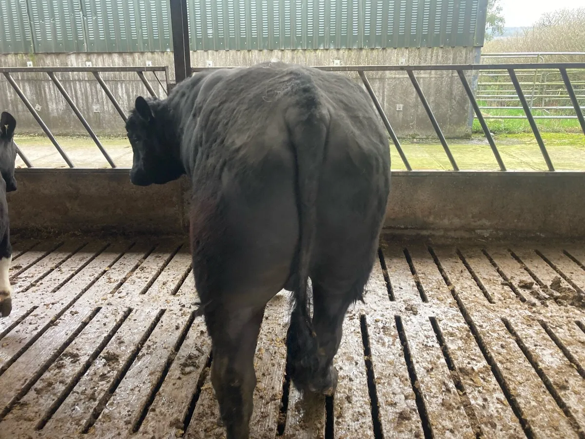 Angus bull - Image 4