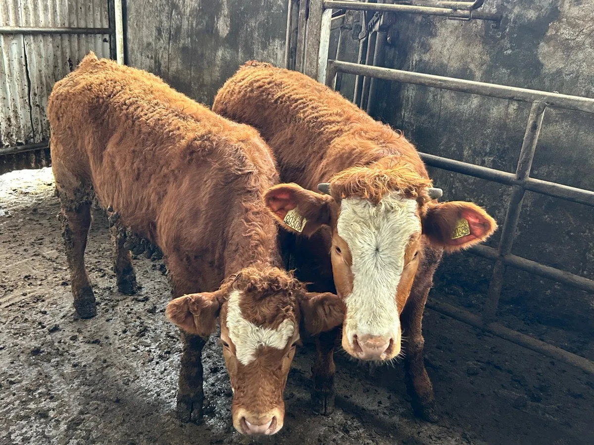 2 Five 🌟Heifers - Image 1