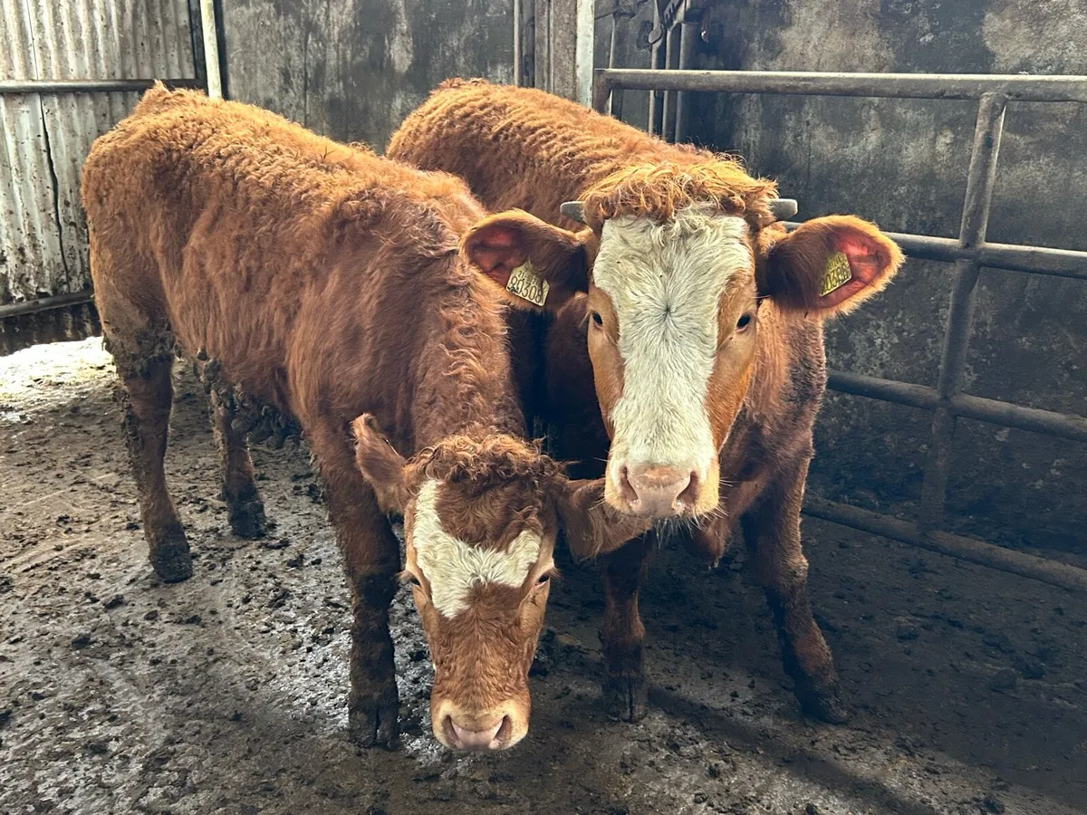 2 Five 🌟Heifers - Image 2