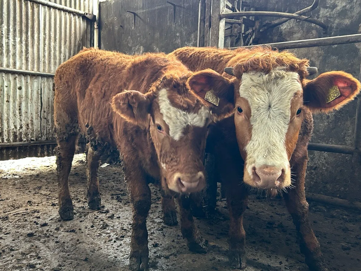 2 Five 🌟Heifers - Image 3