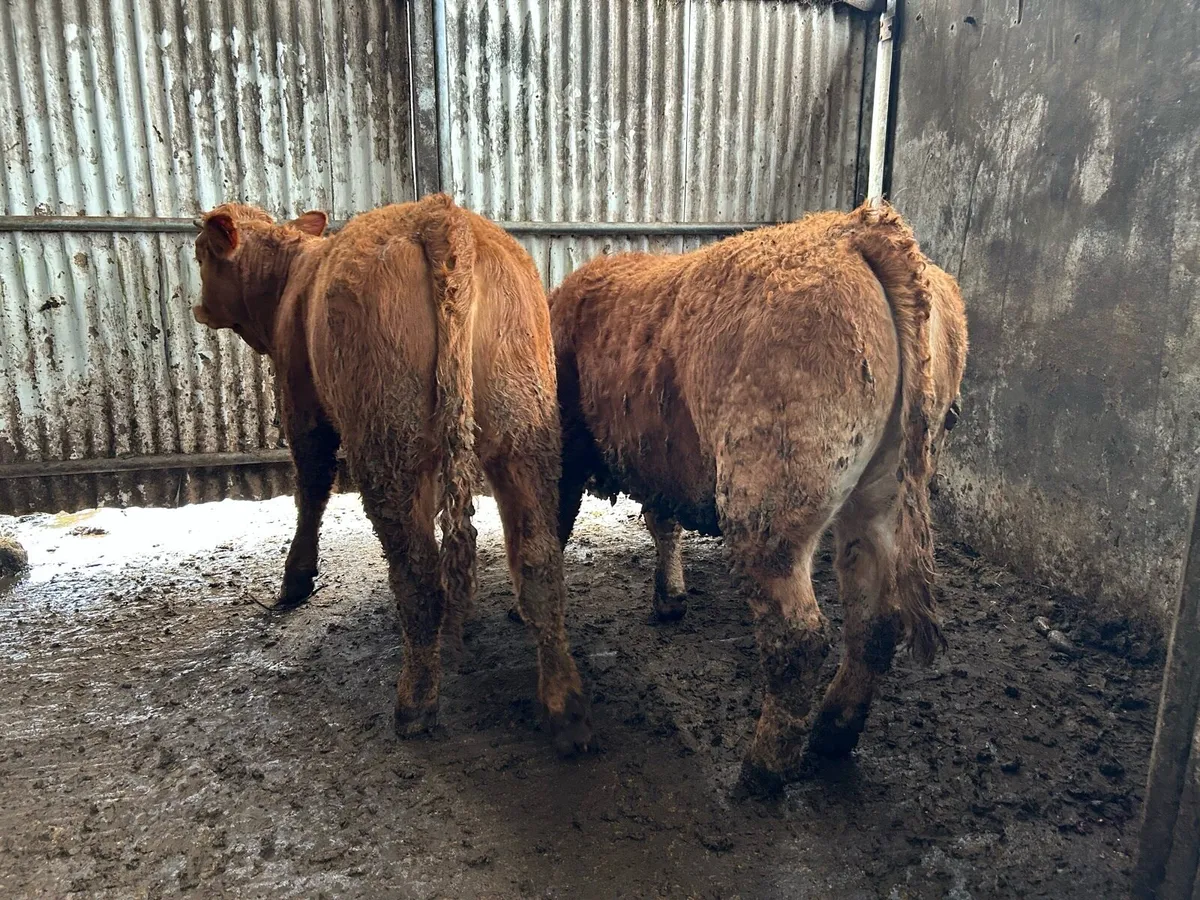 2 Five 🌟Heifers - Image 4