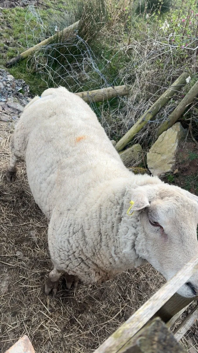 2yr old ram - Image 1