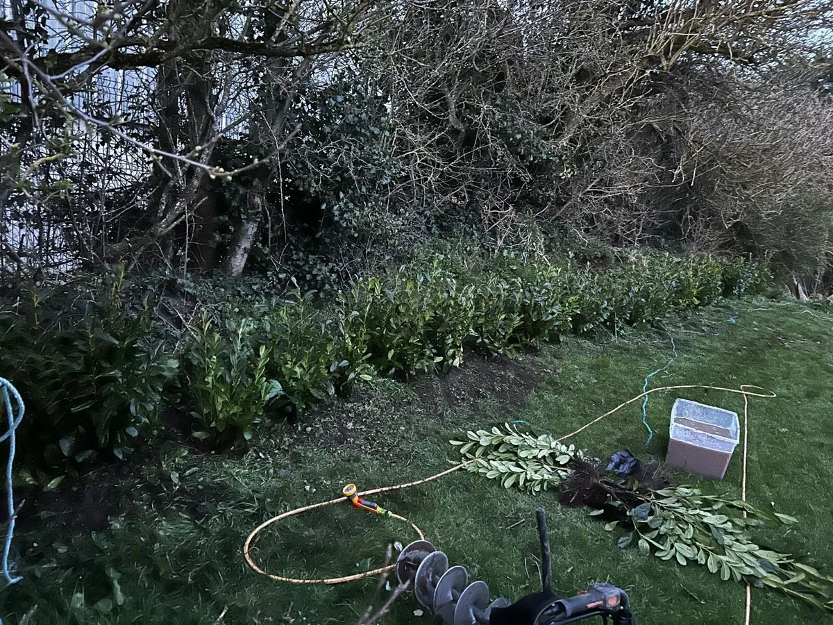 Laurel hedging - Image 2