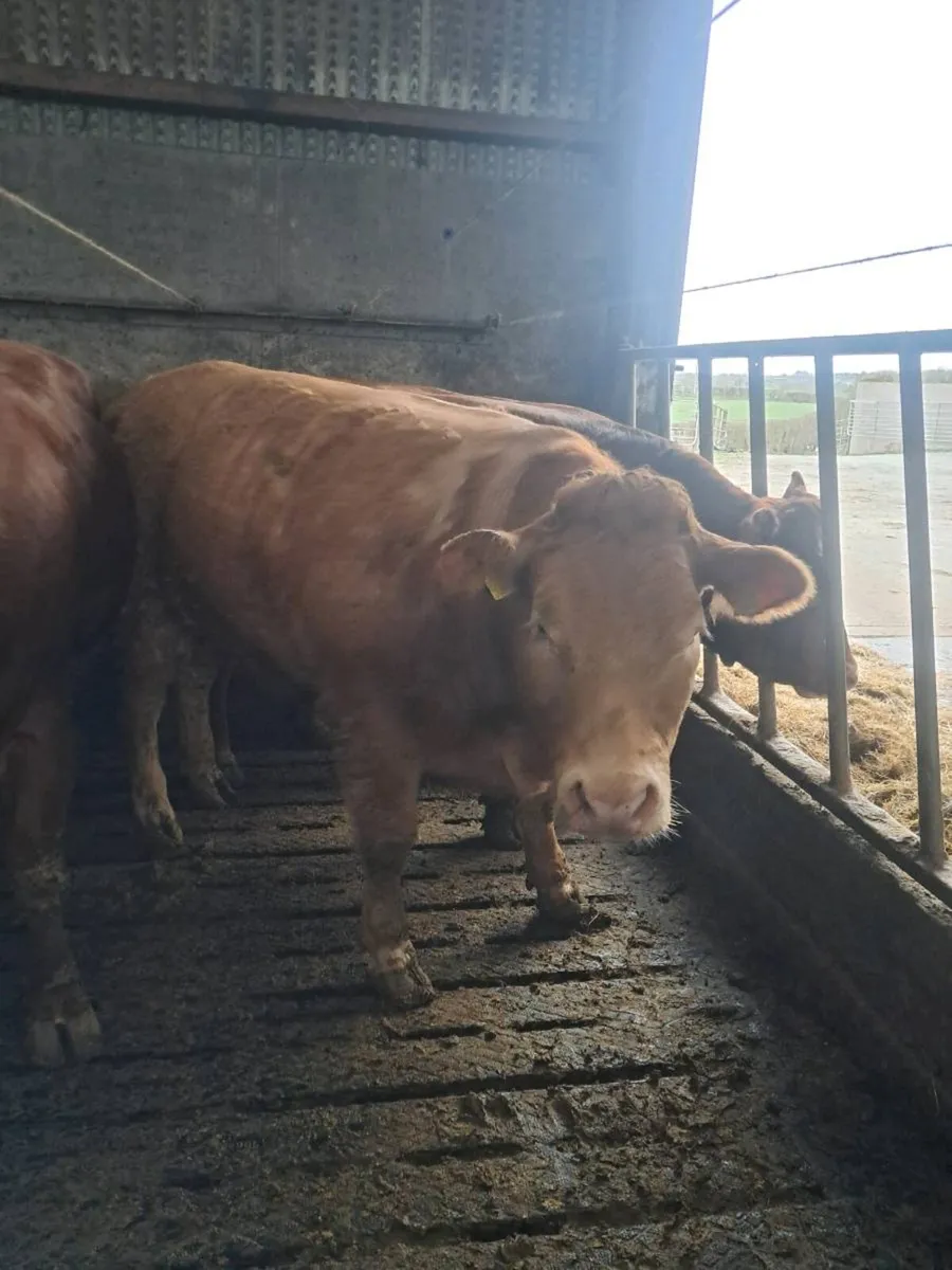 Breeding heifers - Image 3