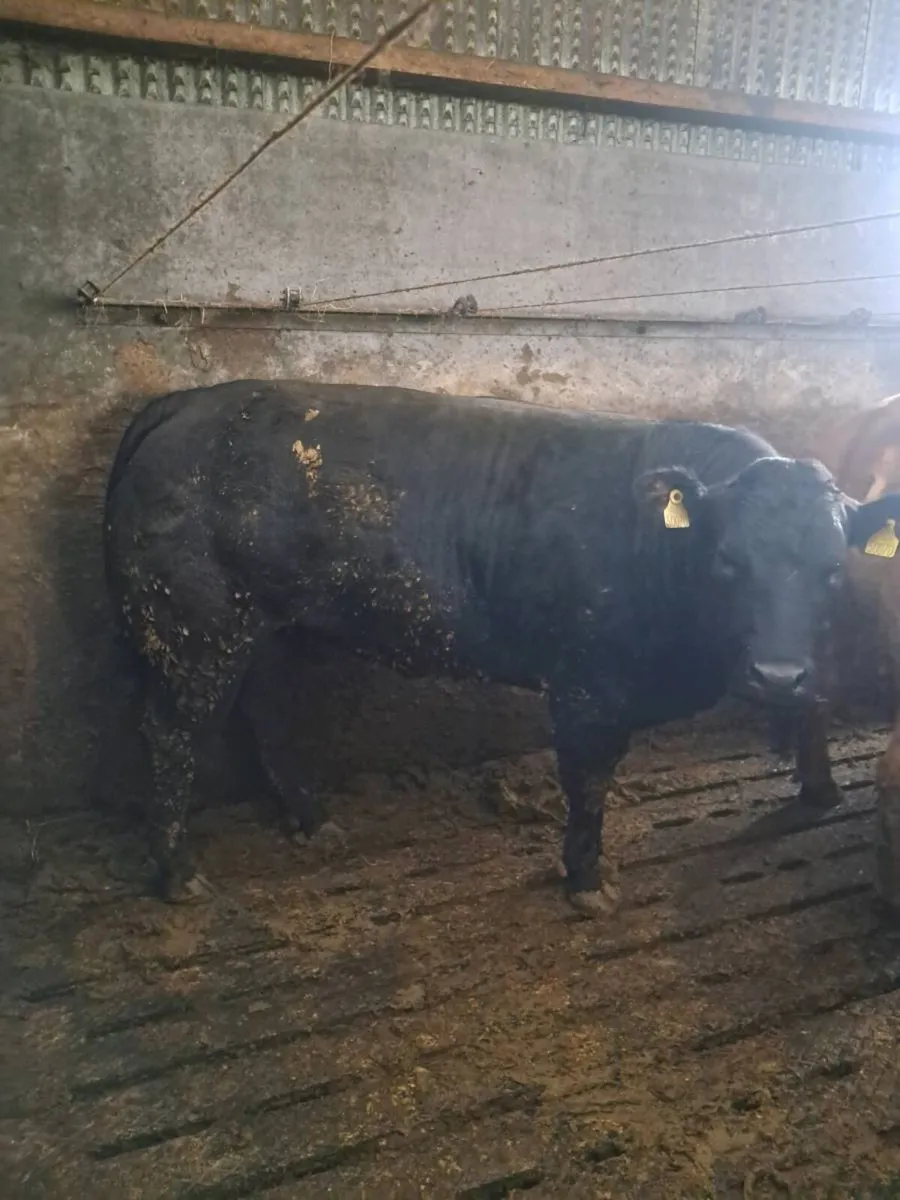 Breeding heifers - Image 4