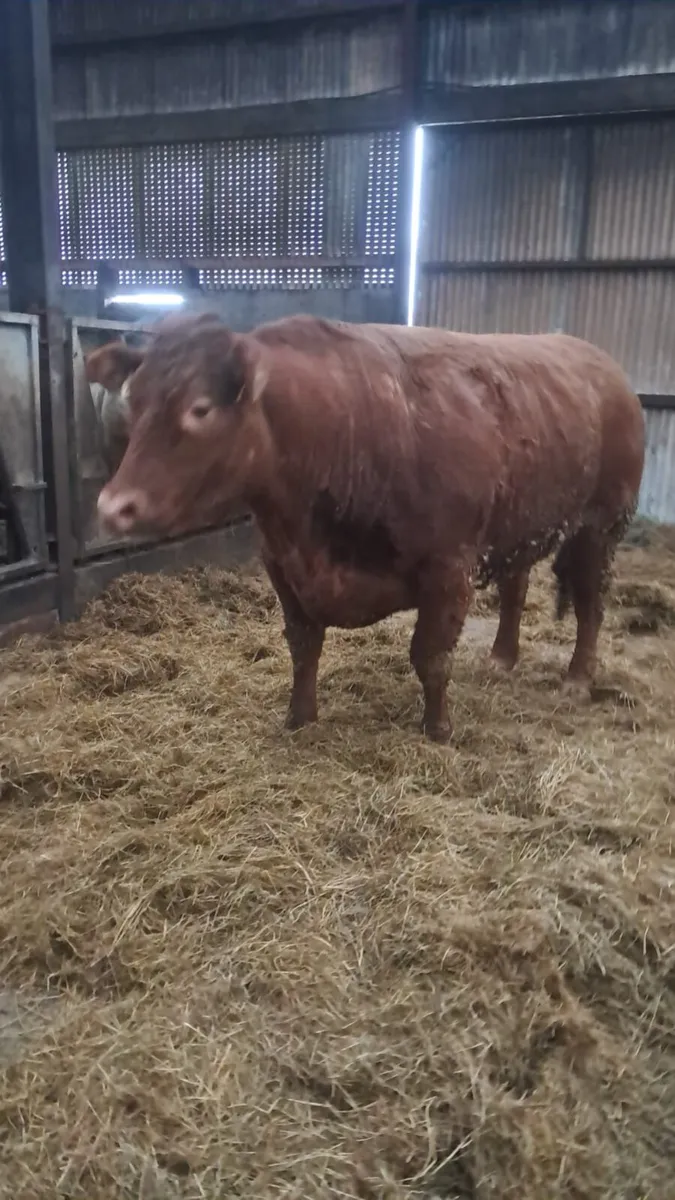 Breeding heifers - Image 1