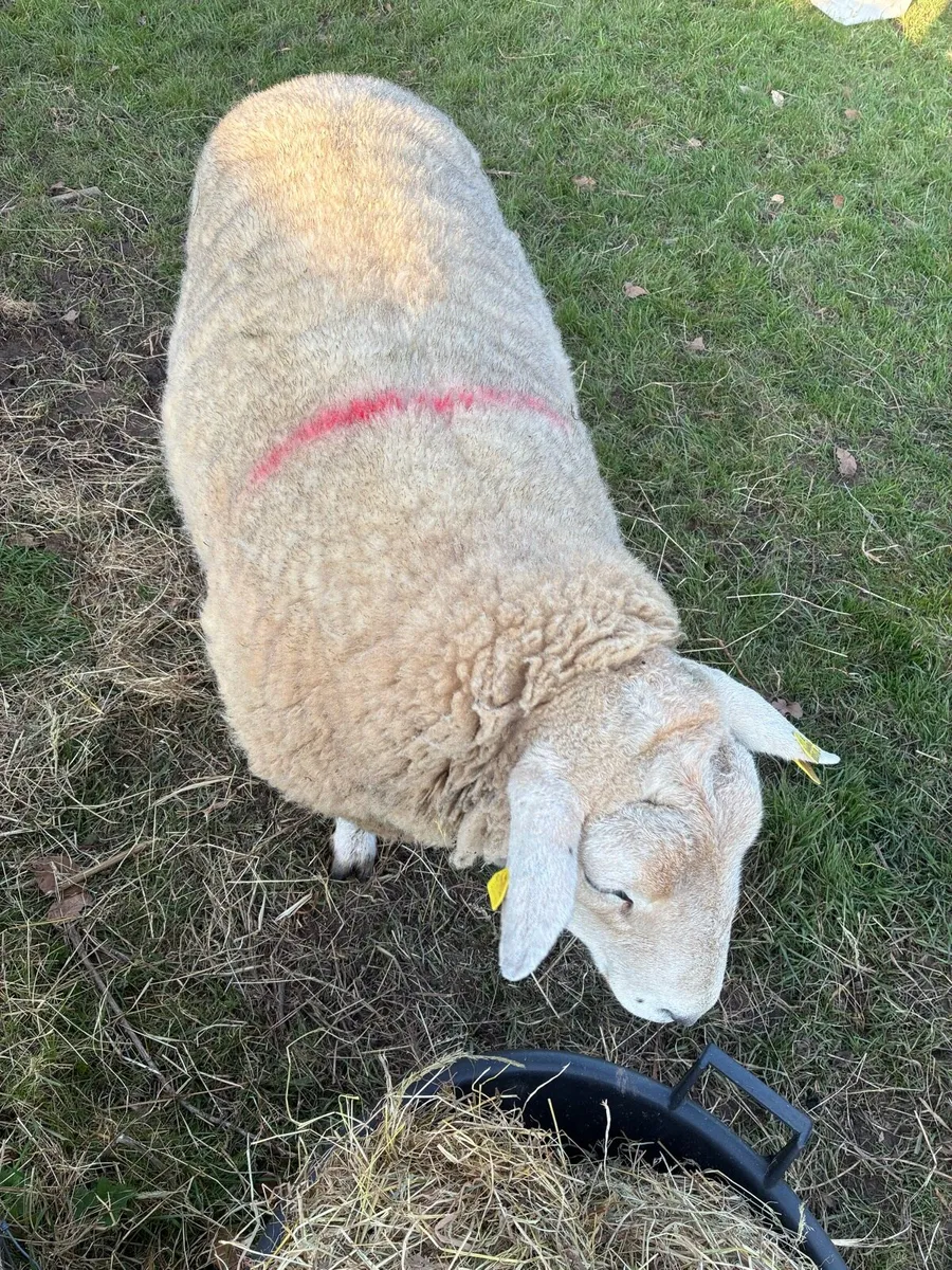 Belclare Ram - Image 2