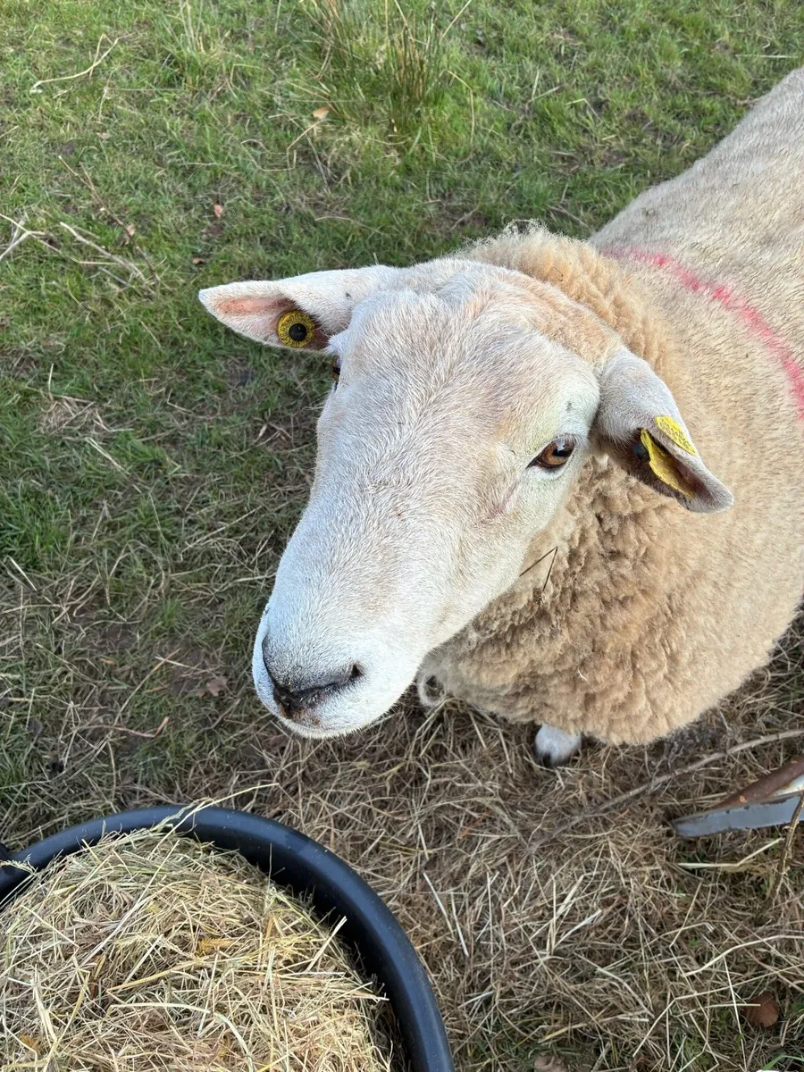 Belclare Ram - Image 3