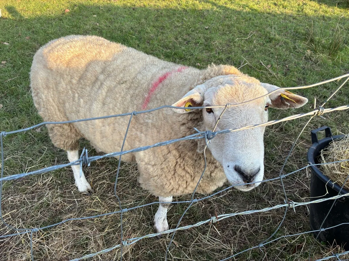 Belclare Ram - Image 1