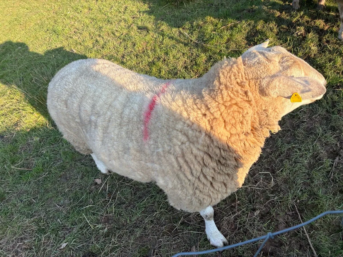 Belclare Ram - Image 4