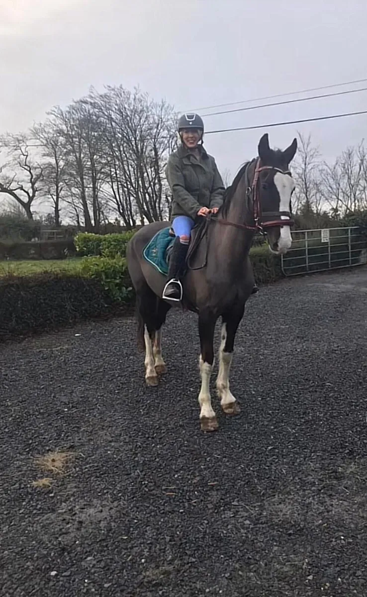 Hackney mare for sale - Image 2