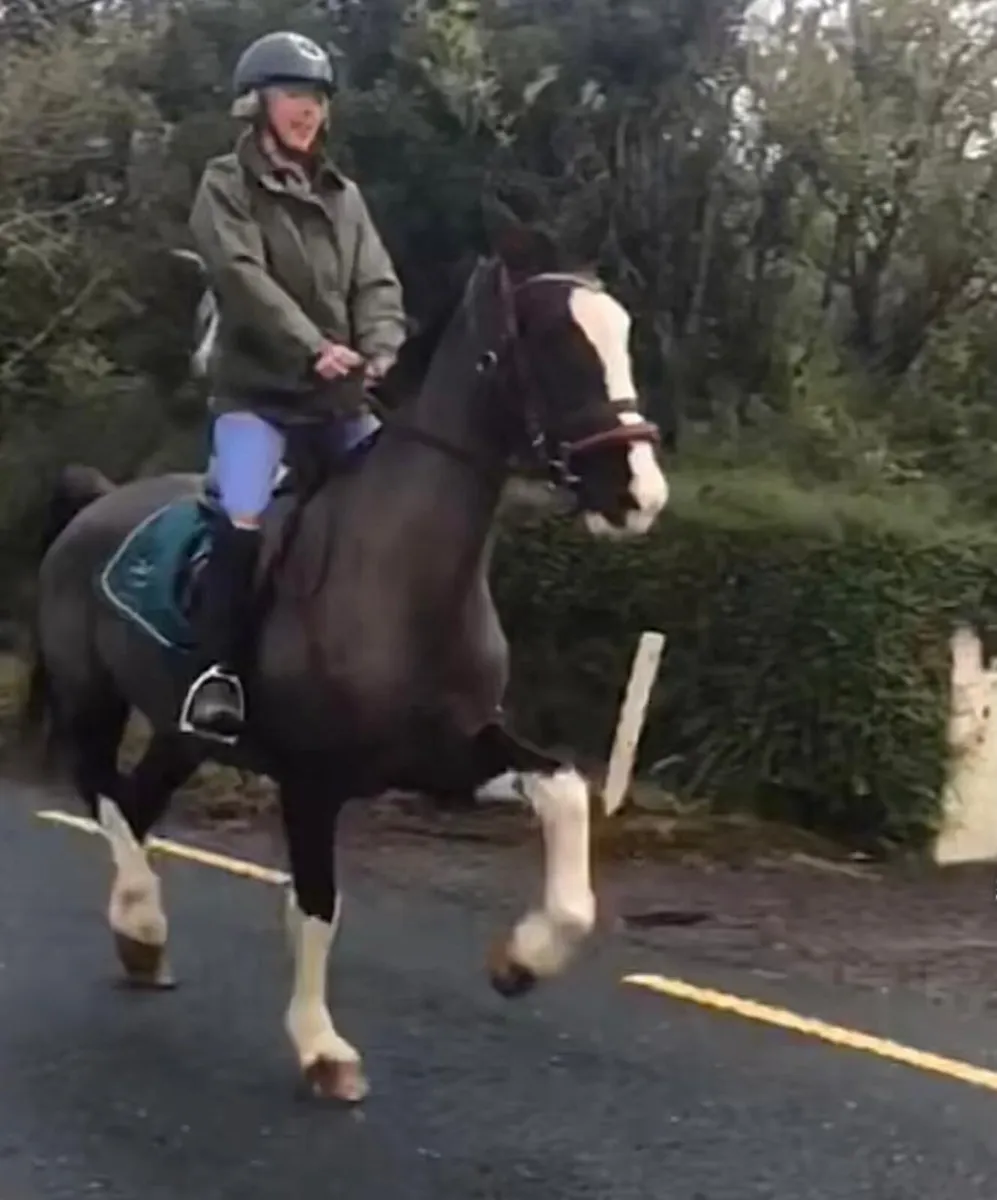 Hackney mare for sale - Image 3