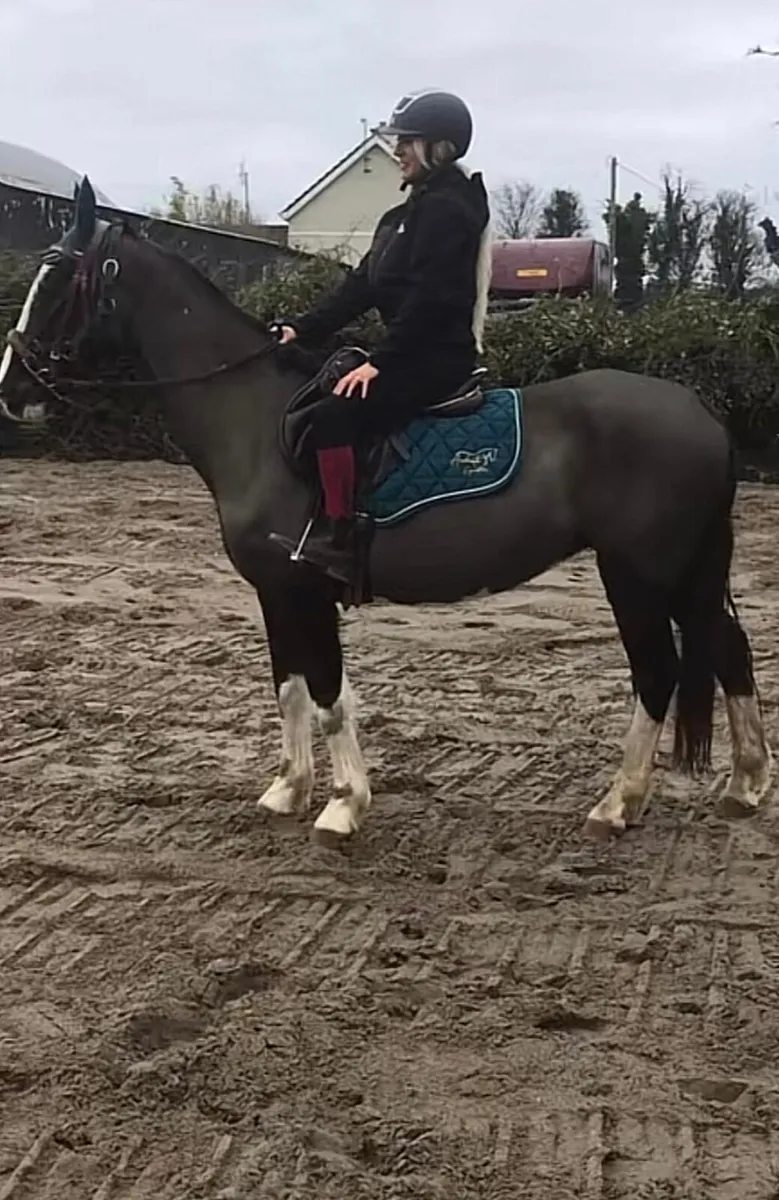 Hackney mare for sale - Image 1