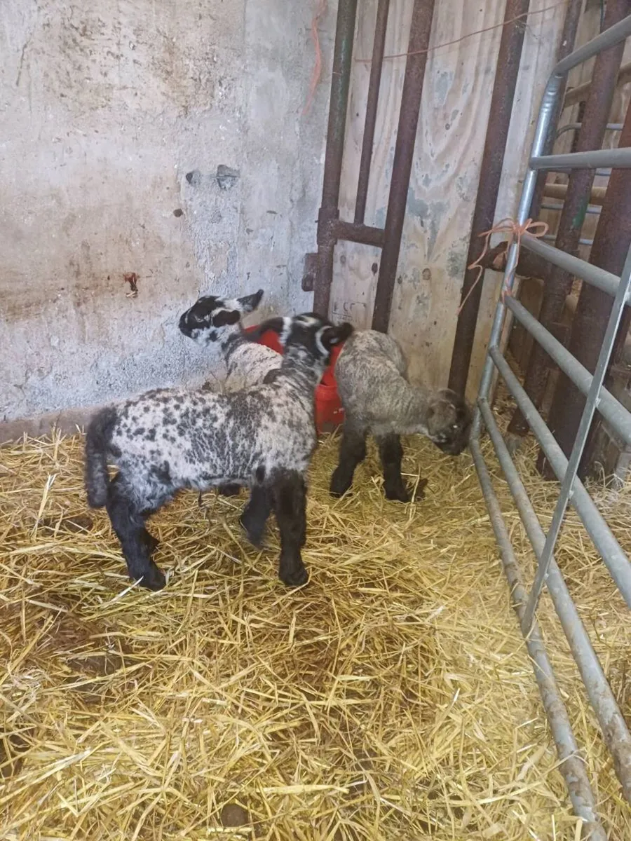 Pet/Foster Lambs - Image 1