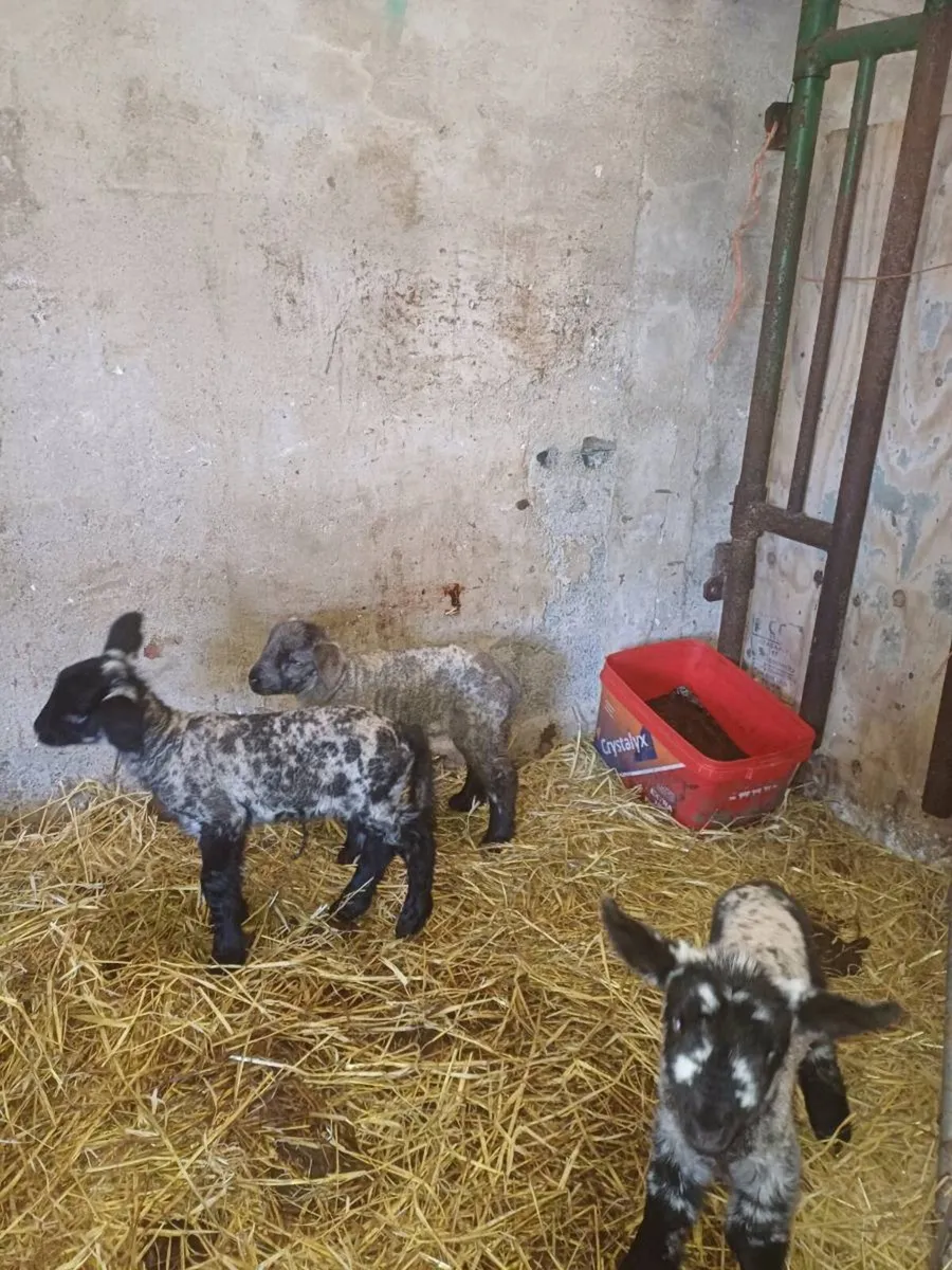 Pet/Foster Lambs - Image 2