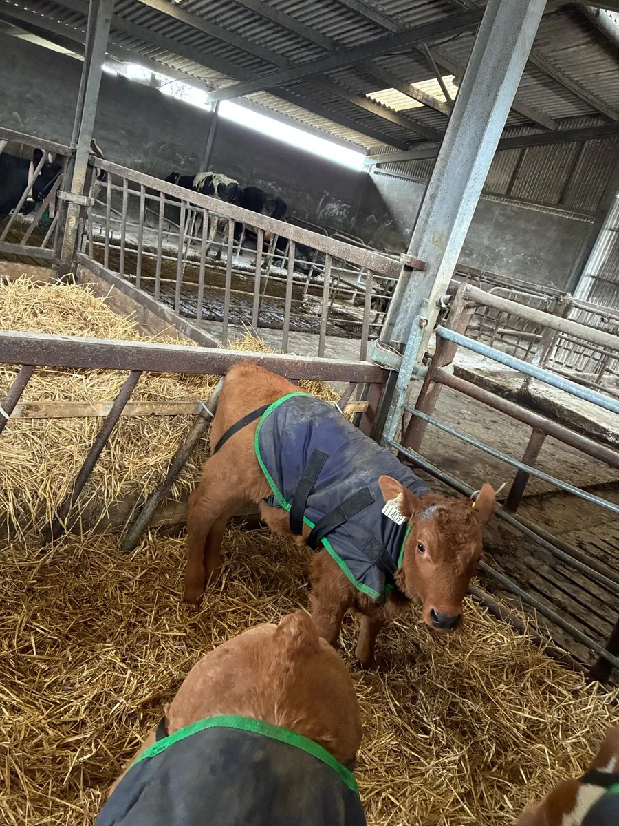 AA, LM & AU calves - Image 2