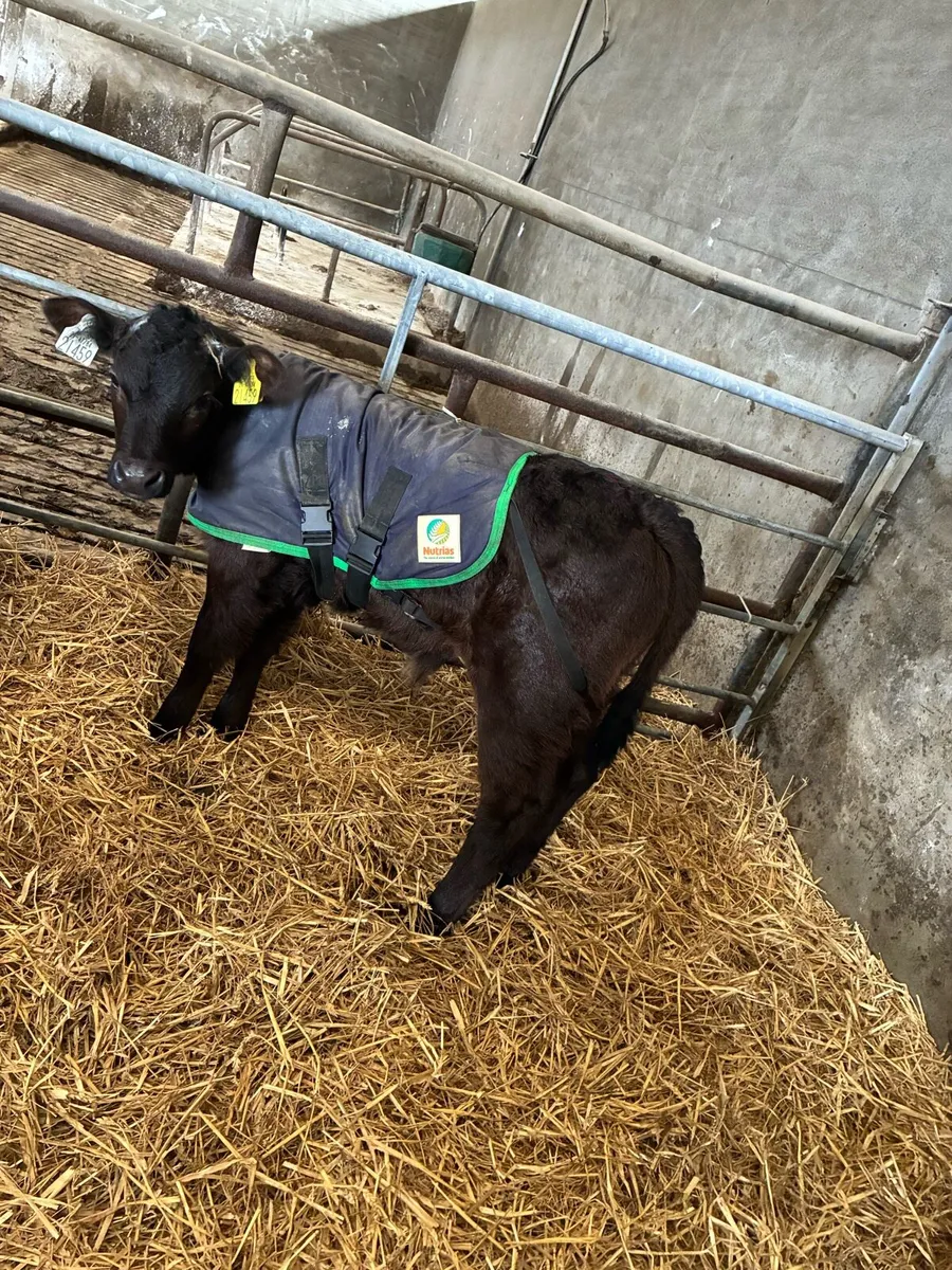 AA, LM & AU calves - Image 1