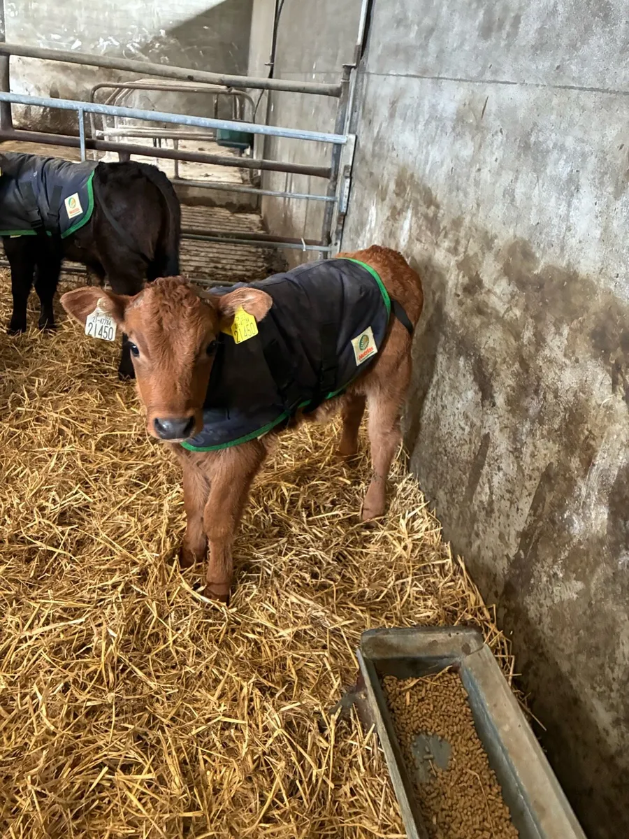 AA, LM & AU calves - Image 4