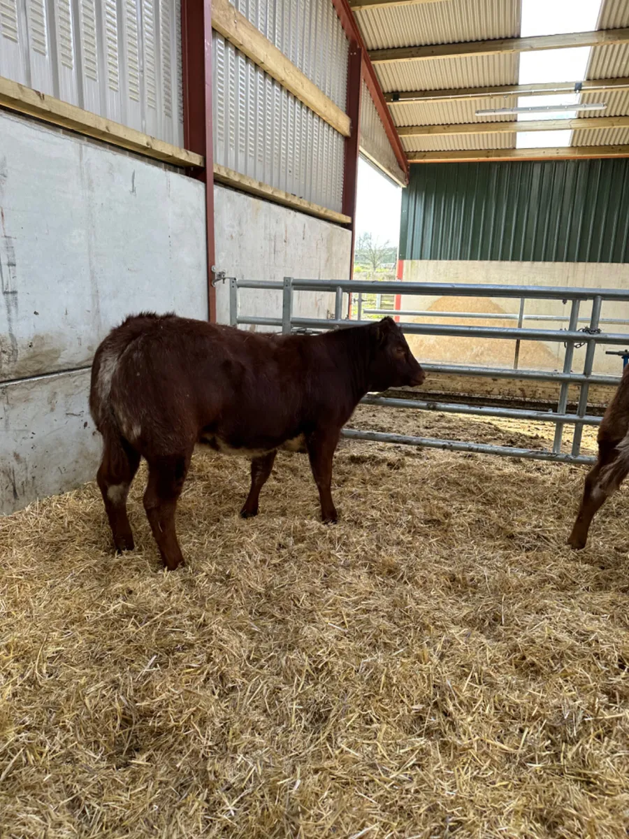 Roaned heifers - Image 3