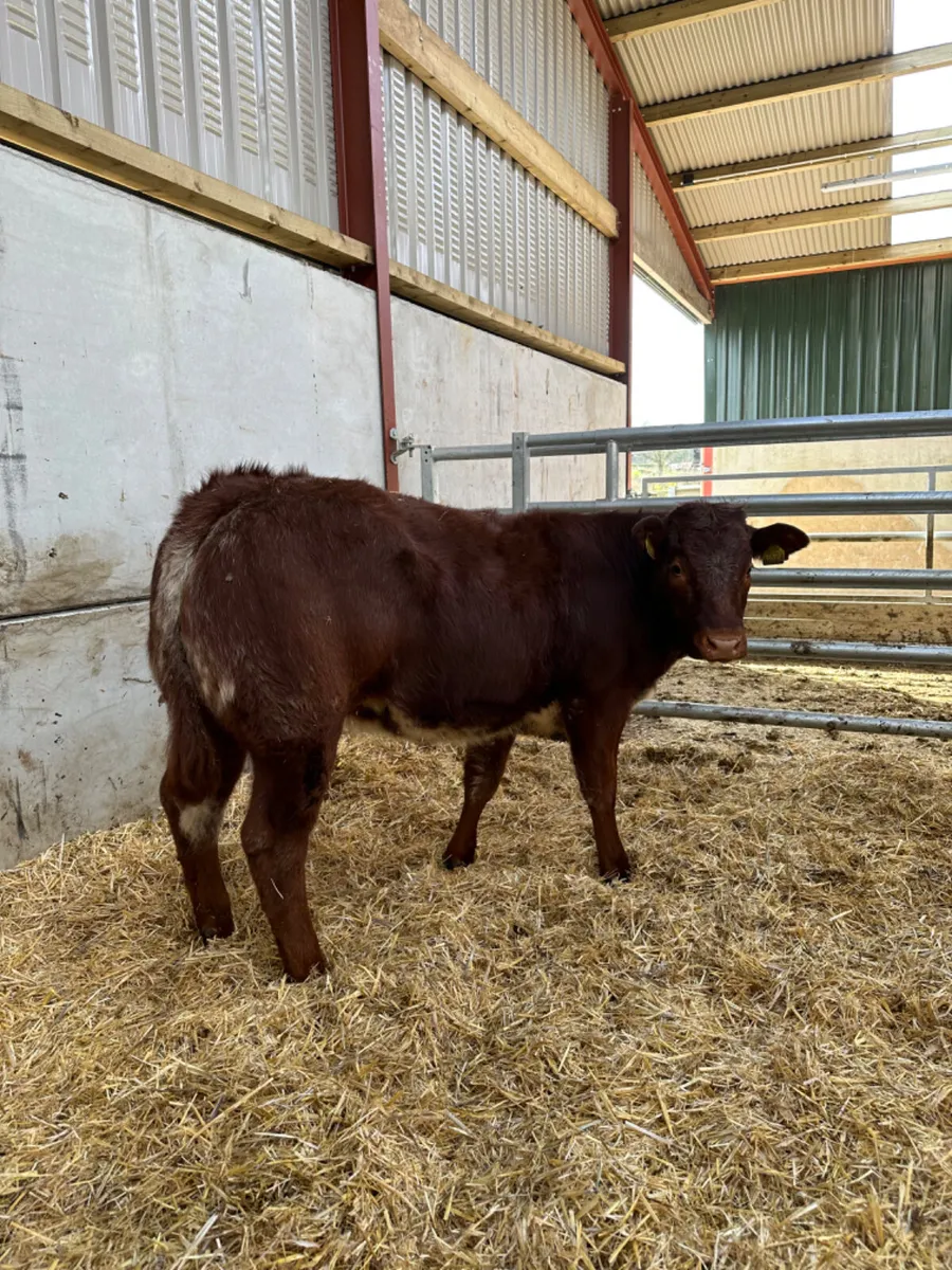 Roaned heifers - Image 2