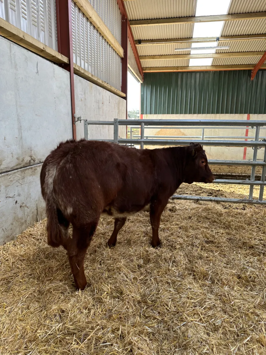 Roaned heifers - Image 4