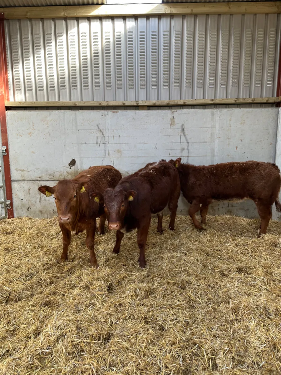 Roaned heifers - Image 1