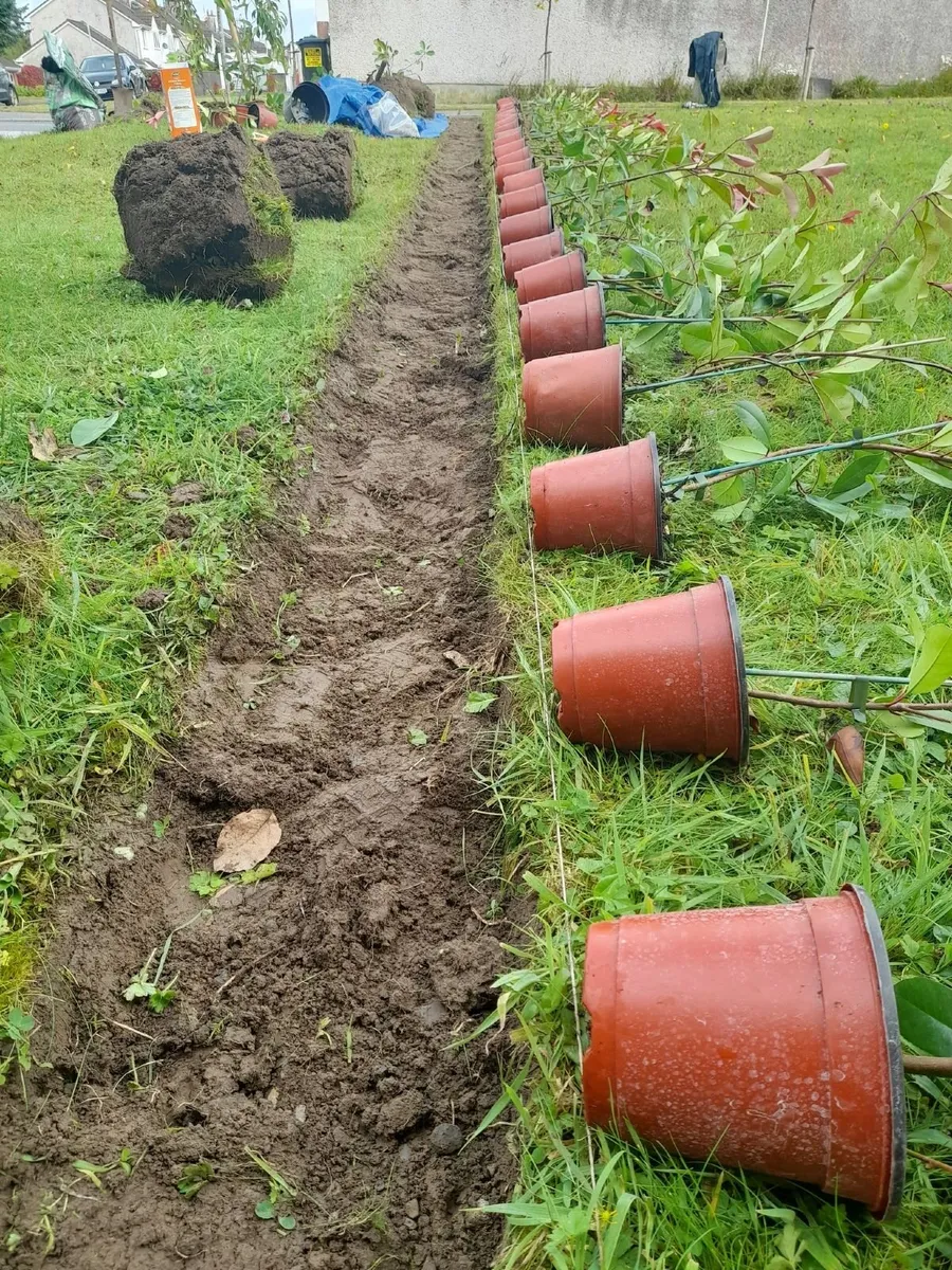 Red Robin Hedging over 2 foot tall €3.50 each - Image 3