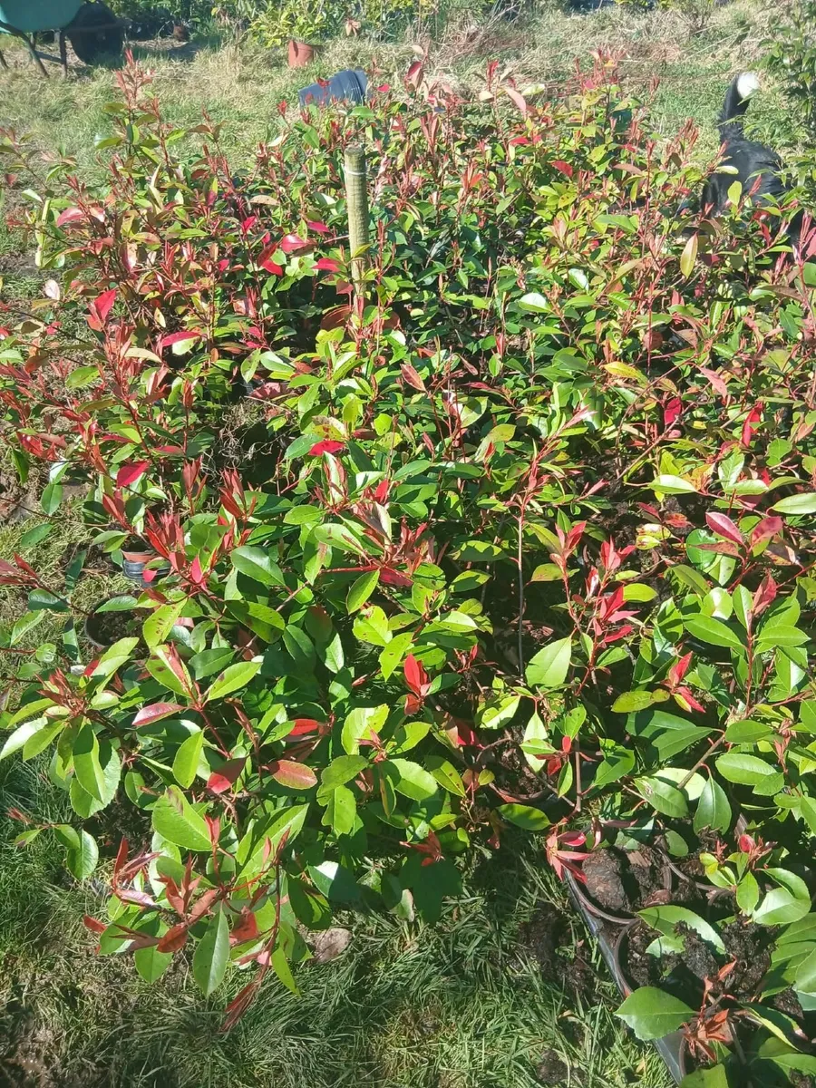 Red Robin Hedging over 2 foot tall €3.50 each - Image 1