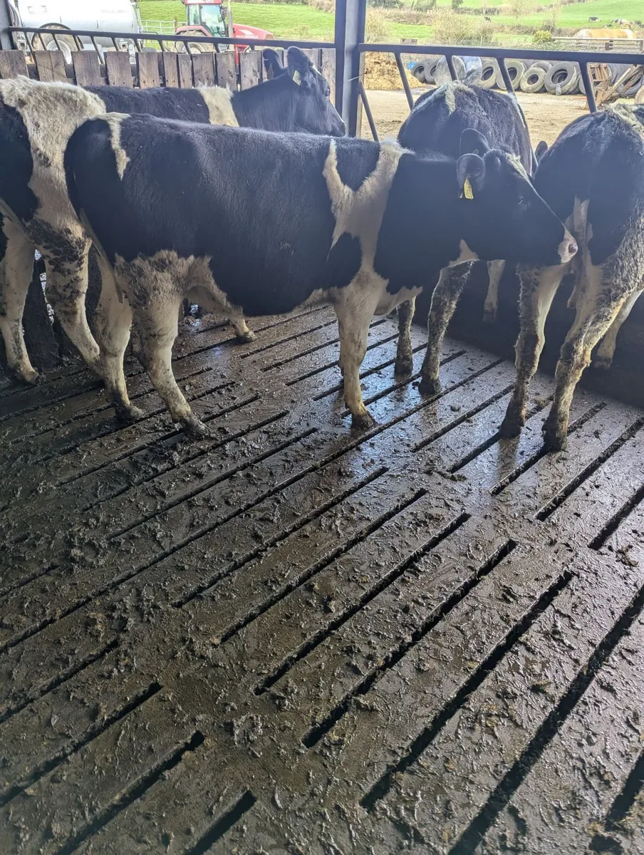 Maiden freisian heifers - Image 3