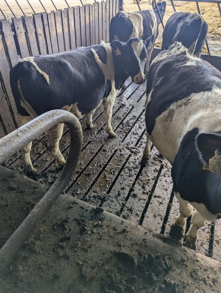 Maiden freisian heifers - Image 1