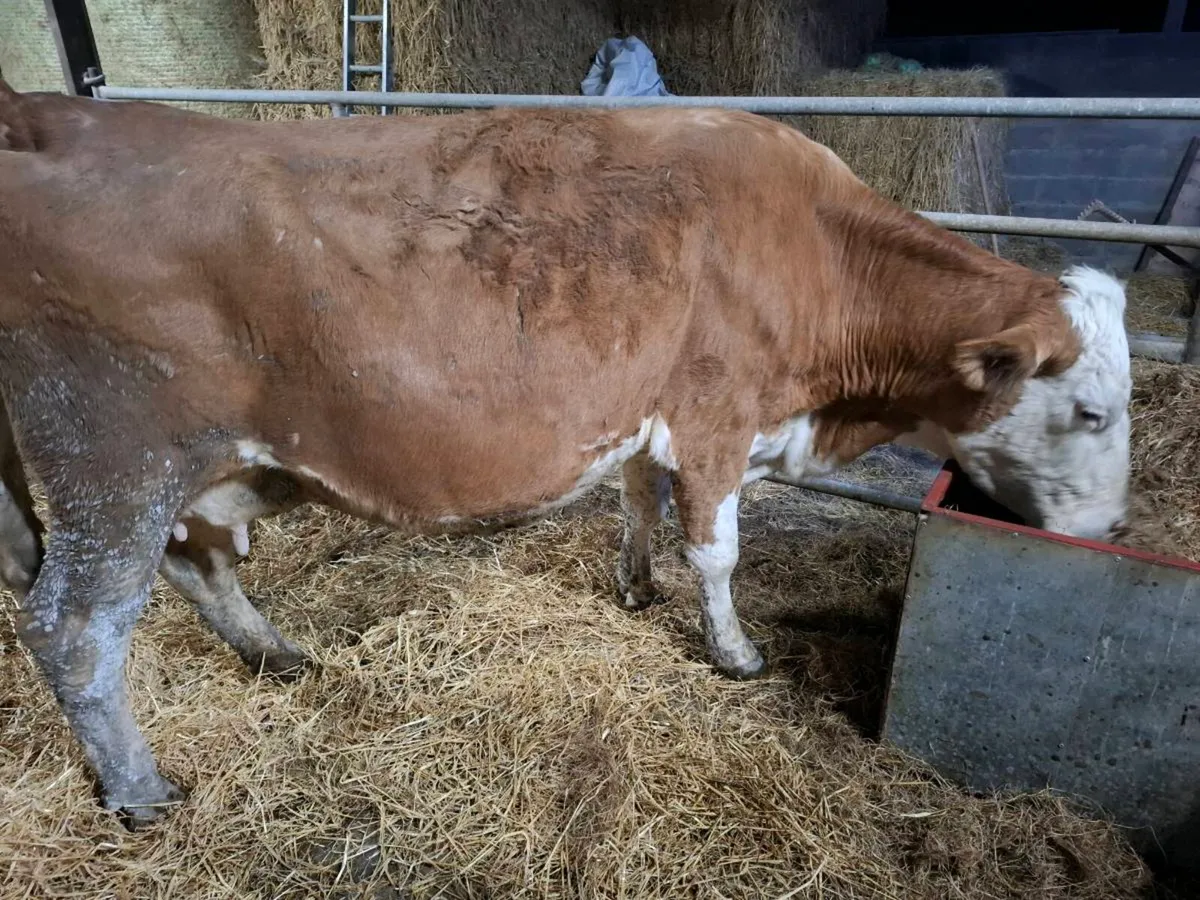 Purebred Simmental cow in calf - Image 3
