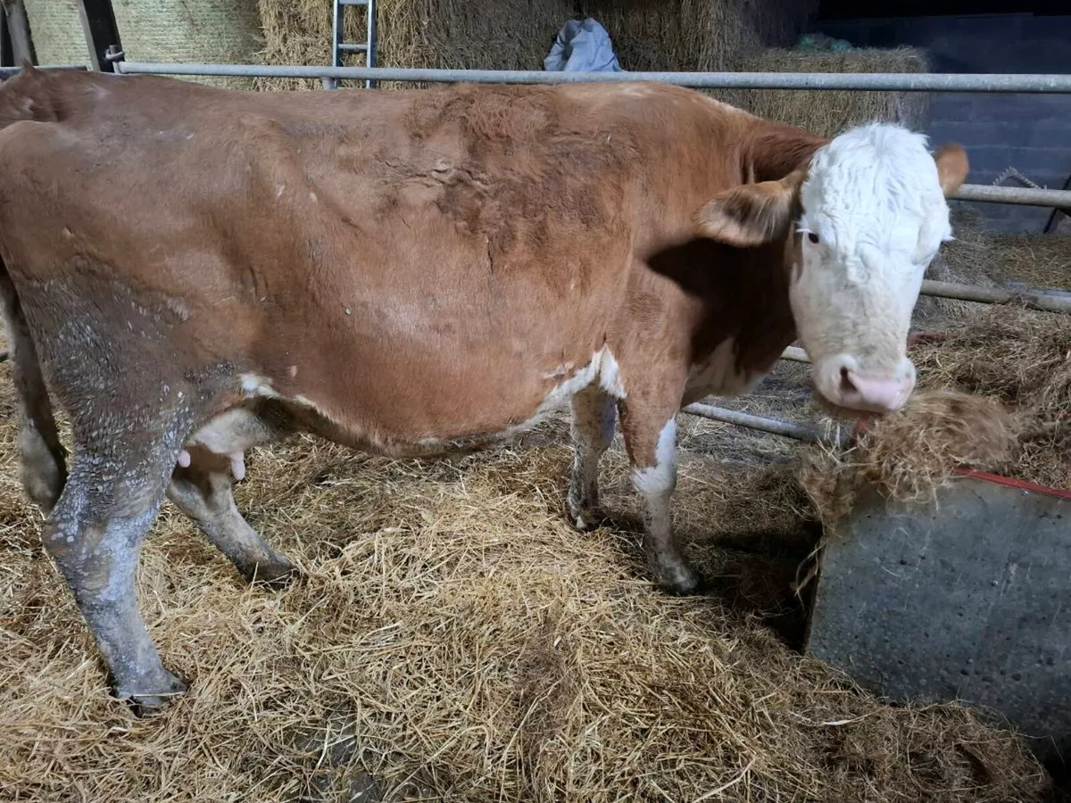 Purebred Simmental cow in calf - Image 4