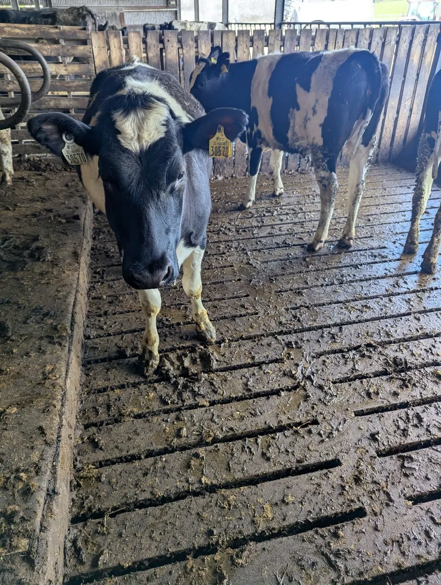 Maiden freisian heifers - Image 4