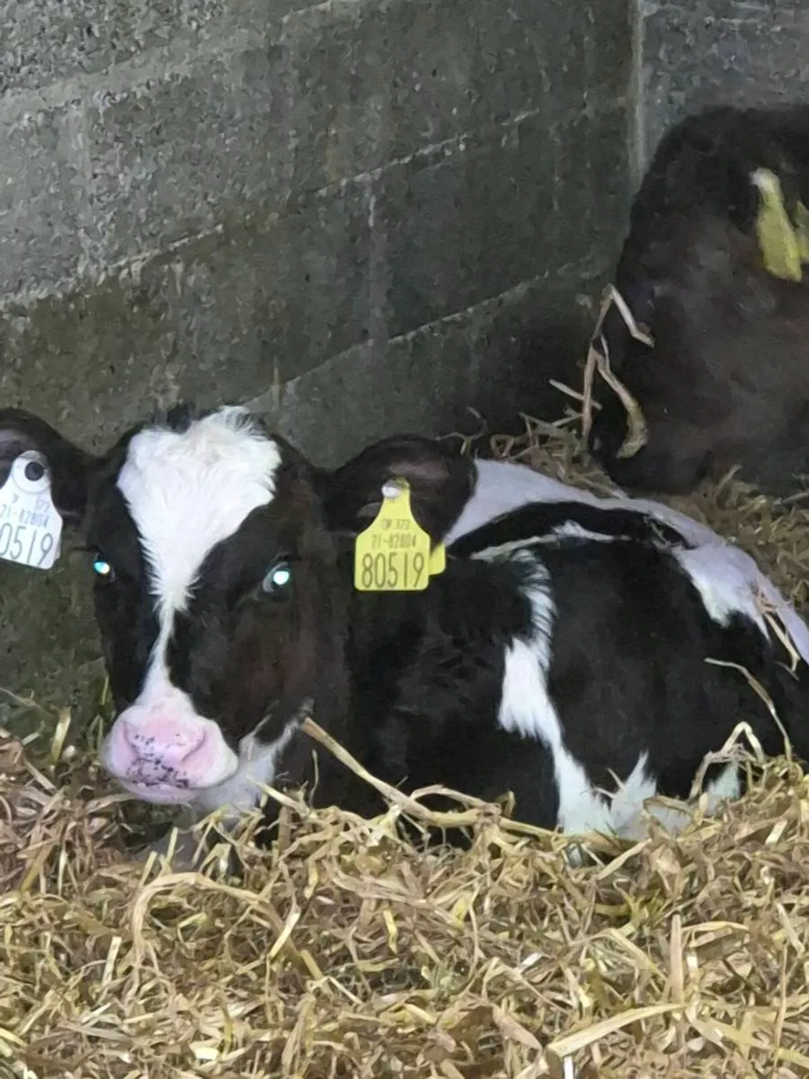 Friesian heifers - Image 1