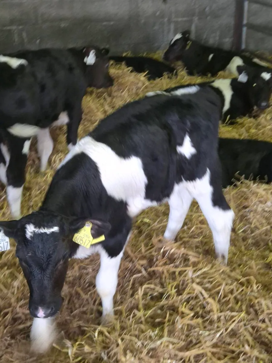Friesian heifers - Image 2