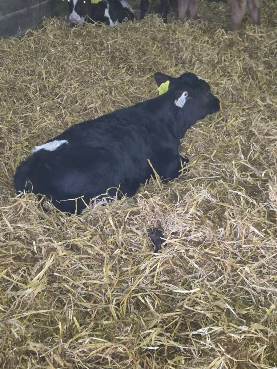 Friesian heifers - Image 4