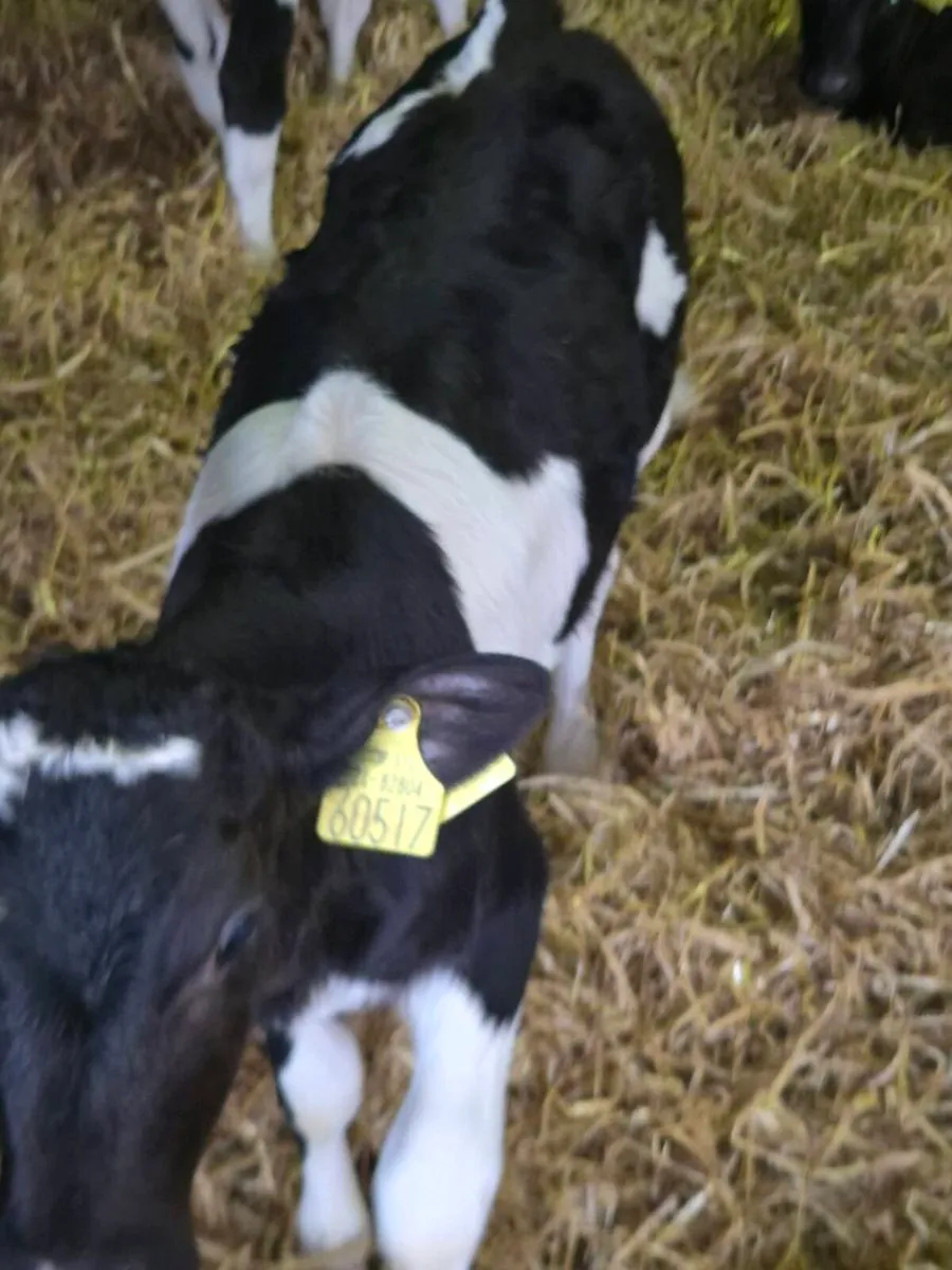 Friesian heifers - Image 3