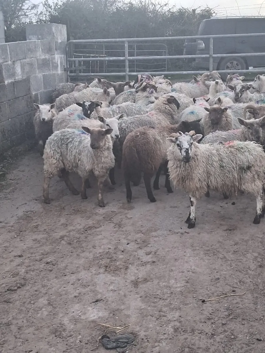 Store Hoggets for Sale - Image 1