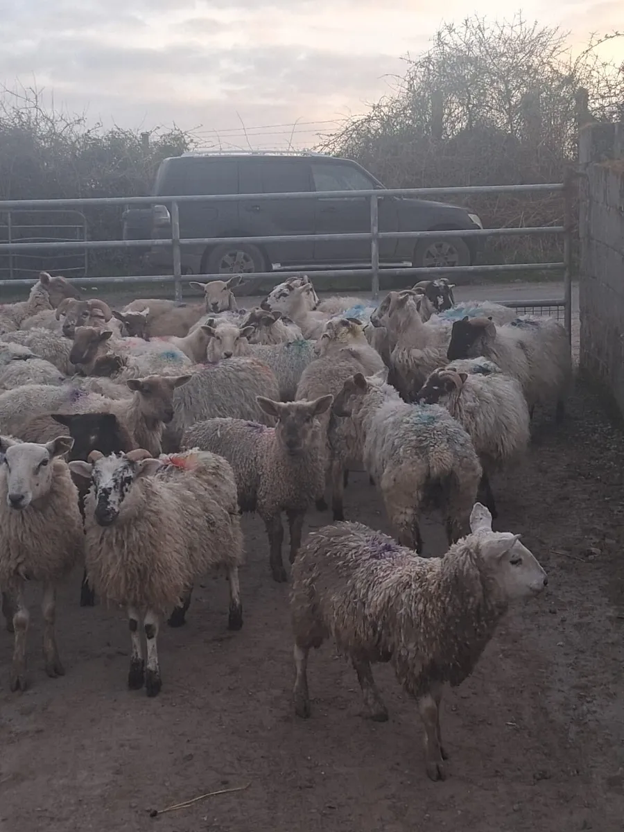 Store Hoggets for Sale - Image 2