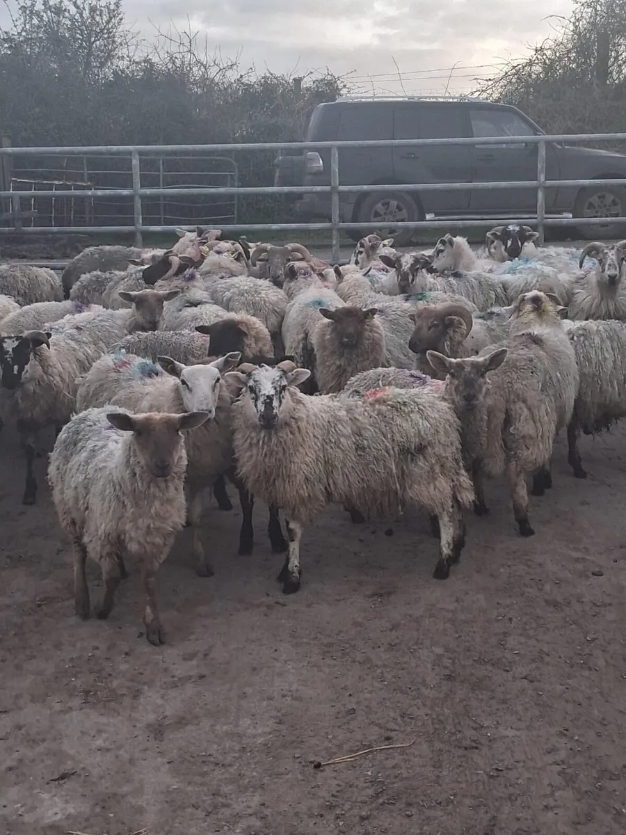 Store Hoggets for Sale - Image 3