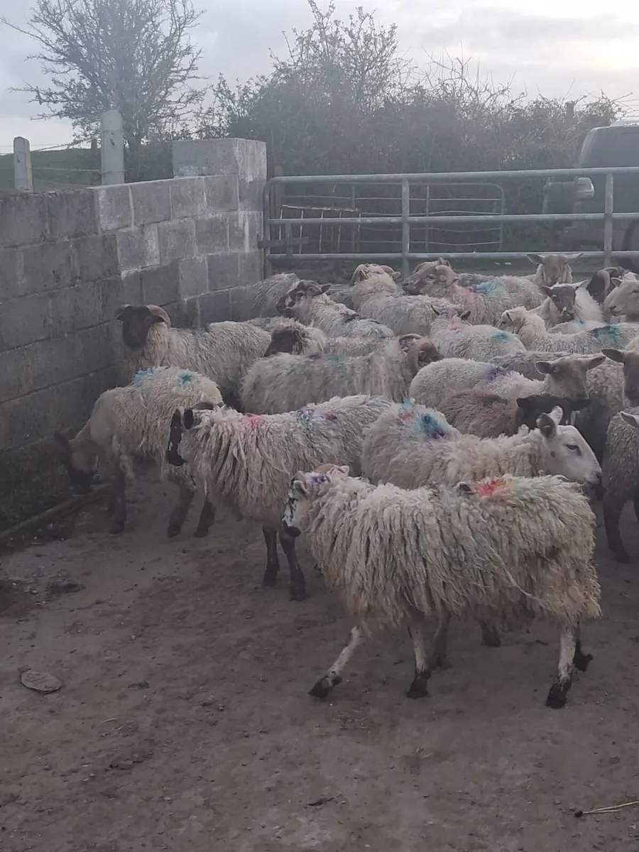 Store Hoggets for Sale - Image 4