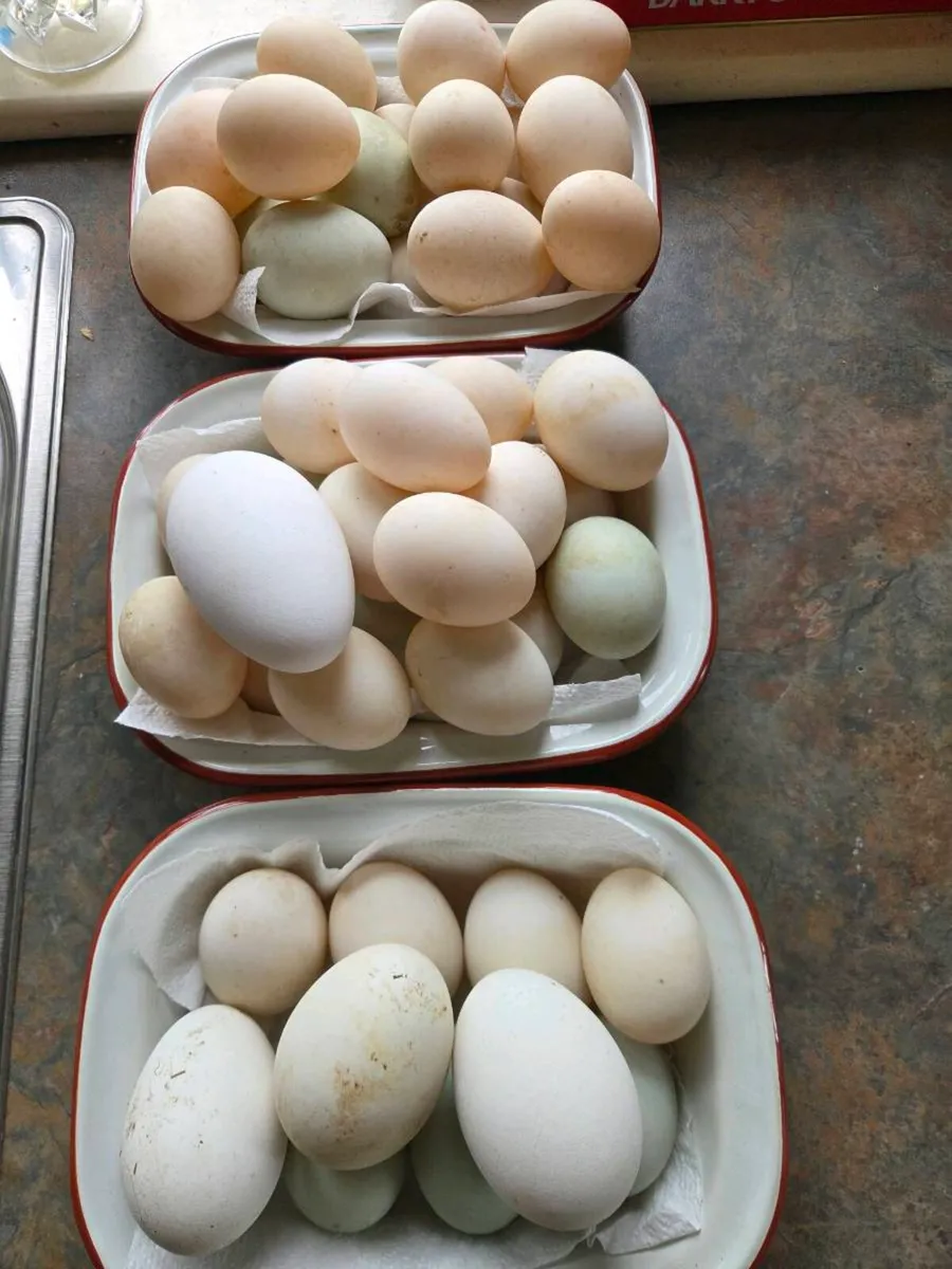Duck eggs - Image 1